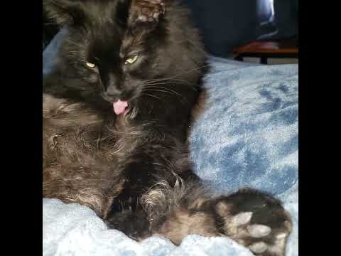 Cori laying spread eagle cleaning his long fur #cat