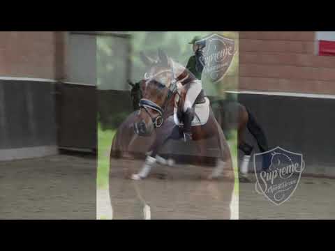 'FLYING THE FLAG' 2018 Gelding by FOR ROMANCE