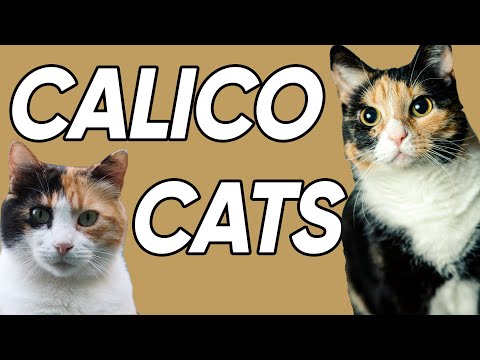 3 Fun and Fascinating Facts About Calicos!