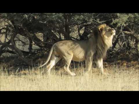 Lion marking territory