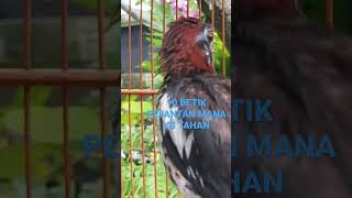 Download lagu Anis Kembang Ngeplong Kebablasan #aniskembangngeplong #kicaumaniaindonesia #bdbchannelindonesia #fyp mp3