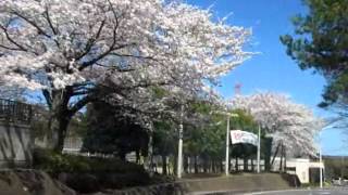 preview picture of video '20140405 桜 茨城県東海村・ひたちなか市'