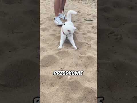 Dlaczego koty tak bardzo boją się wody