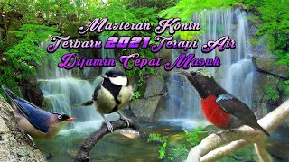 Download lagu Masteran konin terbaru 2021 terapi air dijamin cepat masuk mp3 Download lagu Masteran konin terbaru 2021 terapi air dijamin cepat masuk mp3
