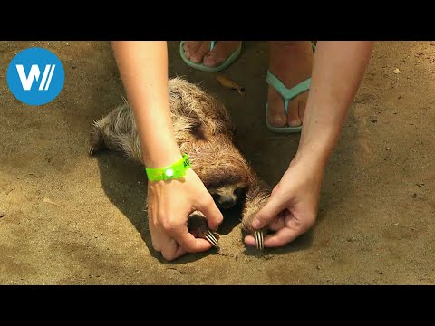 Costa Rica - Leben wie die Faultiere (360° - GEO Reportage)