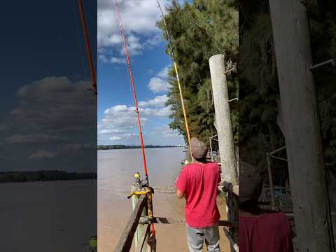 Pesca río Paraná de las palmas 🎣ig:​@todoopesca_