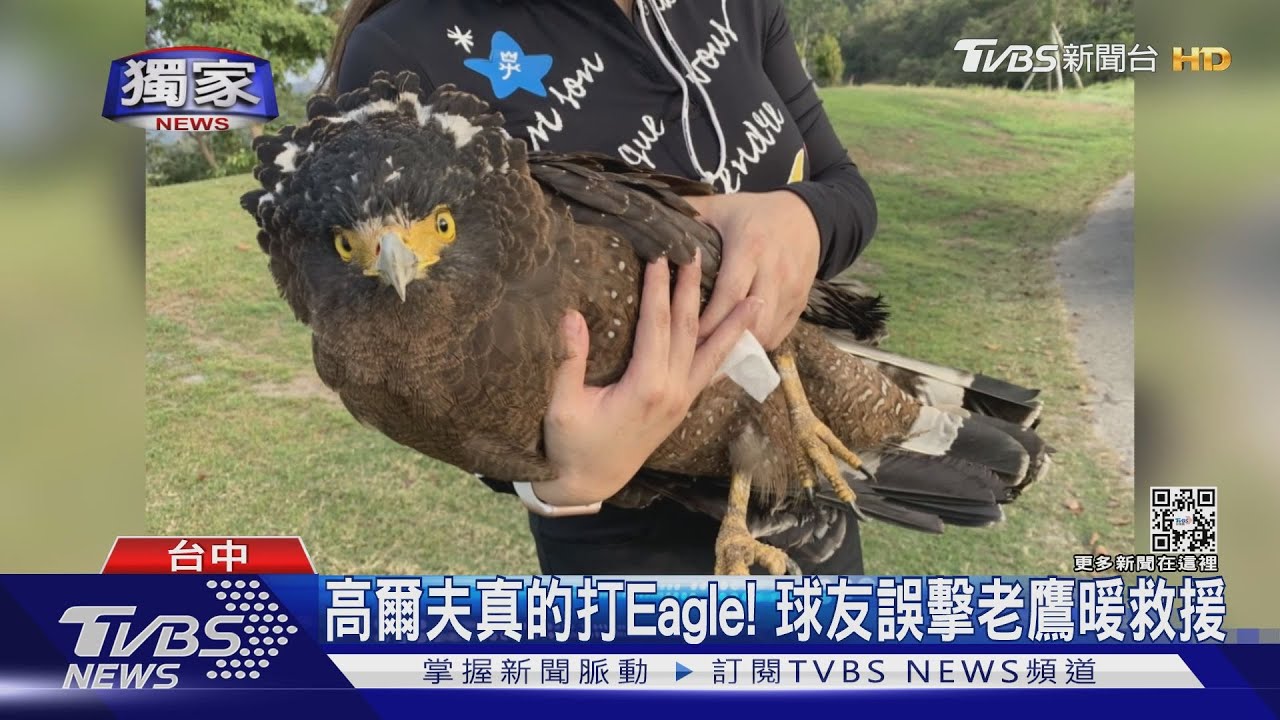 高爾夫真的打Eagle! 球友誤擊老鷹暖救援