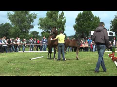 Sudweyher Fohlenschau 2014 - Kat.-Nr. 11