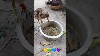 Download lagu Bok Pakhi eating fish🐟#Crane#shorts#fishing #fish mp3