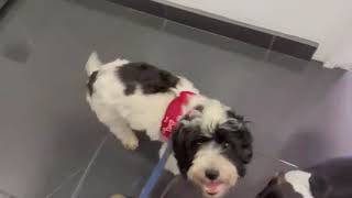 Video preview image #1 Cocker Spaniel-Papillon Mix Puppy For Sale in Escondido, CA, USA