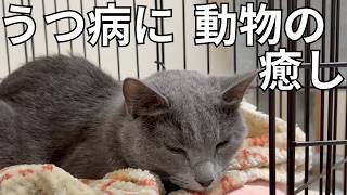 2回目の投稿です‼️ #うつ病 #うつ #猫 #動物 #癒し