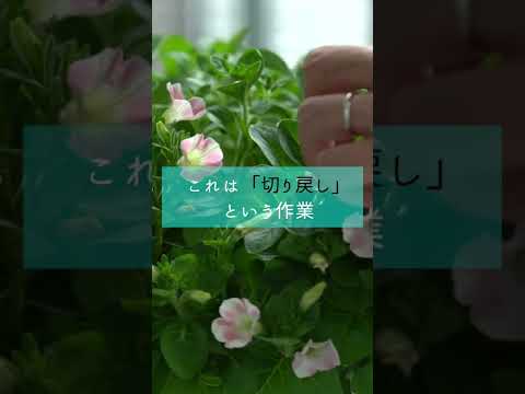 ペチュニアを満開に咲かせる方法 ひまわり肥料