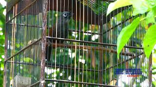 Download lagu Kicau Poksay Mantel (Medan)Cocok untuk Pancingan mp3 Download lagu Kicau Poksay Mantel (Medan)Cocok untuk Pancingan mp3