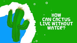 Cactus | Cactus Lives Without Water | Interesting Facts About Plants