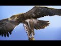 Sasha the Film Star Eagle | Earth Unplugged