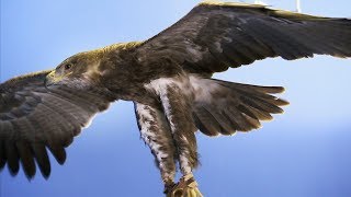 Sasha the Film Star Eagle | Earth Unplugged