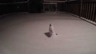 preview picture of video 'Winter Storm time lapse: two feet of snow in 60 seconds in Waterford, Connecticut'
