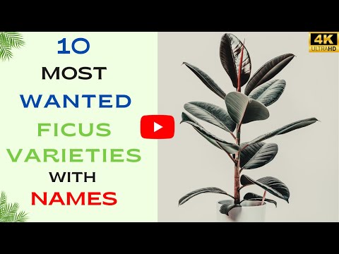 Ficus Plants Types