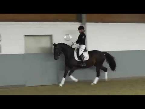 Weidenhof-Verkaufshof: "DIDDLINA" 3j. Rappstute Dressur Hannoveraner v. Don Index