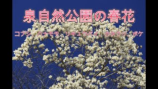 泉自然公園に行って春の花を撮影してきました