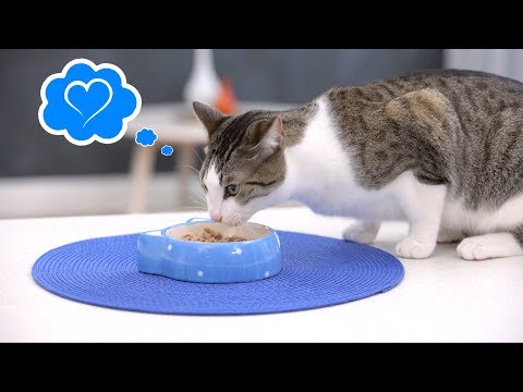 Wellness Complete Health Grain-Free Cat Food | Chewy