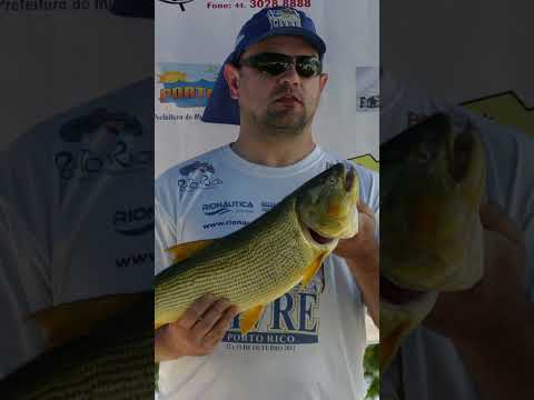 História de Porto Rico PR rio Paraná  #fishing #pesca