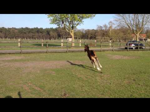 Sportpferde Lutz - Campari von Contendro/Heraldik xx, 1 Woche jung