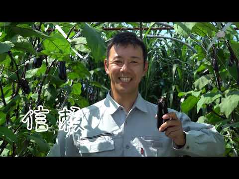 Tienda de productos agrícolas de la ciudad de Hamura CM (berenjena)