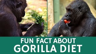 What Do Gorillas Eat Quick Facts about Diet Habits of These Giant Apes