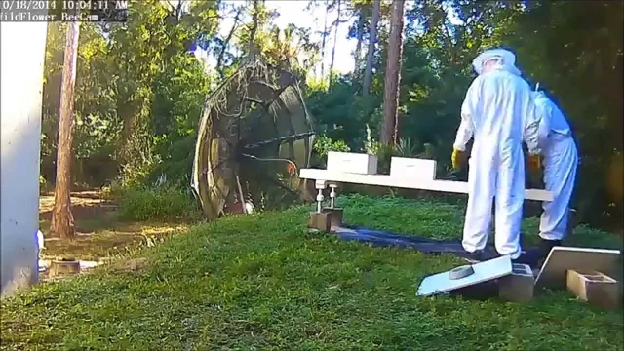 Backyard Hobby Beekeeping in Naples, Florida