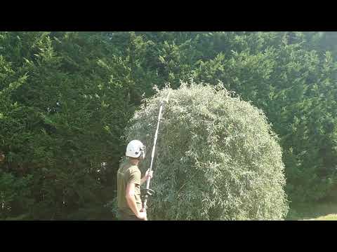 Skirt Lifting a Wheeping Pear