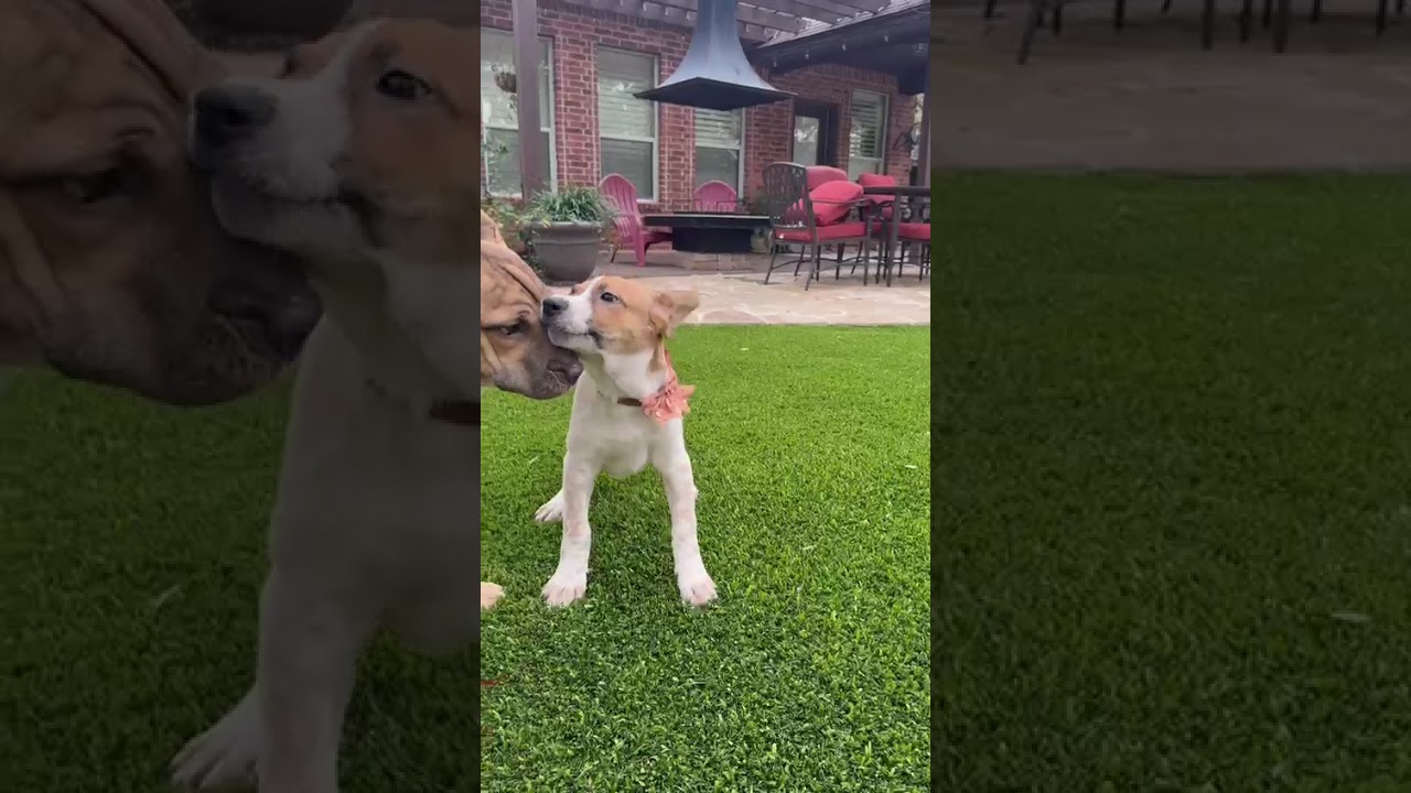 Enlarge Dallas, a ADOPTABLE mixed breed in Southport, CT video 3/6