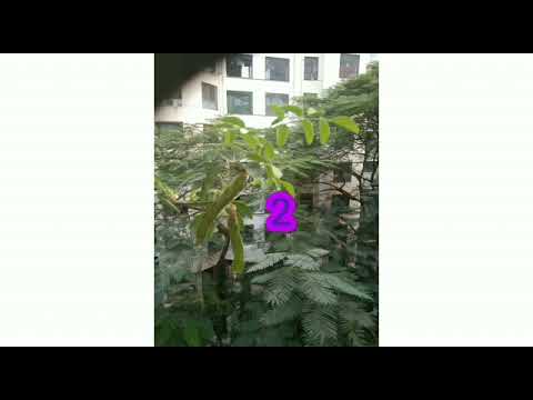 3 flowers in a row #miss genette show #