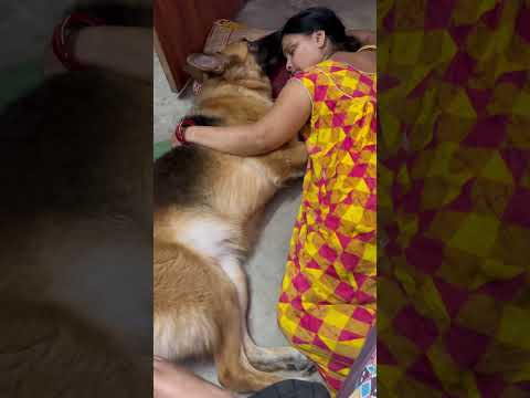 Champ or mumma ka bond ❤️🧿😍 #dog #champ #doglover #germanshepherd #dogowner #reels #shortvideo