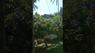 Download lagu Rijal walet 88 mp3 Download lagu Rijal walet 88 mp3