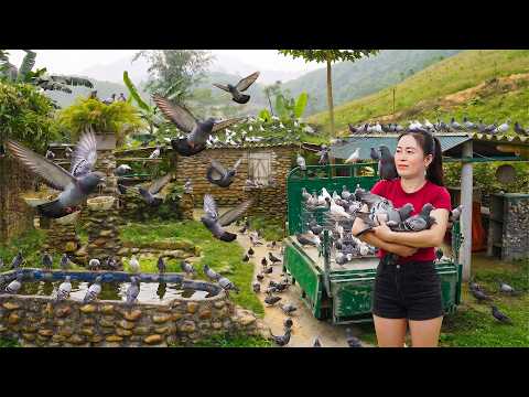 Harvesting 150+ the Pigeons on the Farm – Use Truck to Transport Go to Market Sell