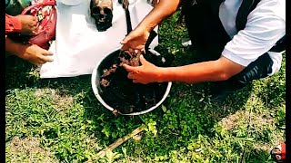 Download lagu ..'ACARA ADAT PANAKKOKHON SARING-SARING TU BATU NA PIR' mp3