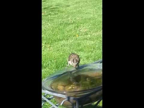 A female Rose Breasted Grosbeak, visiting my backyard again this spring.