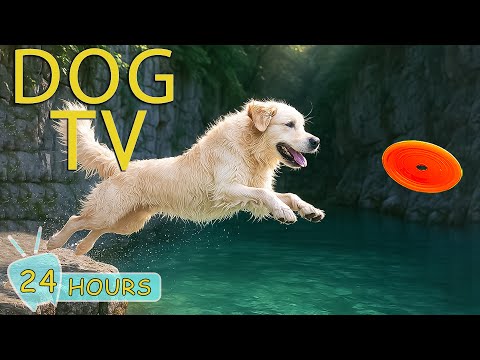 DOG TV for Dogs to Watch: Video Stop Boredom & Anxiety with Dogs When Home Alone - Music for Dogs