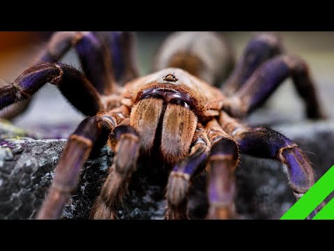 Sklípkavec kobaltový (Cyriopagopus lividus, syn. Haplopelma lividum) — starostlivosť a informácie (The Tarantula Collective)