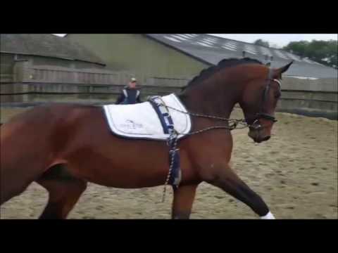 Avicci, 2yo Stallion by All at Once out of the sisther of Vitalis!