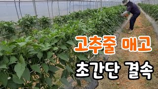 고추줄 띄우고 초간단 결속