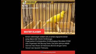 Download lagu KENARI WATER SLAGER | WATER SLAGER CANARY mp3