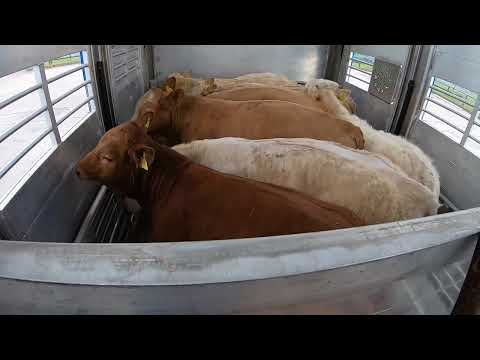 Big delivery 🐂🤠🐃