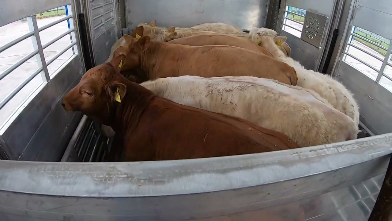 Große Lieferung 🐂🤠🐃