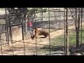 Woman Climbs Over Tiger's Fence at The Zoo To Get Her Hat Back
