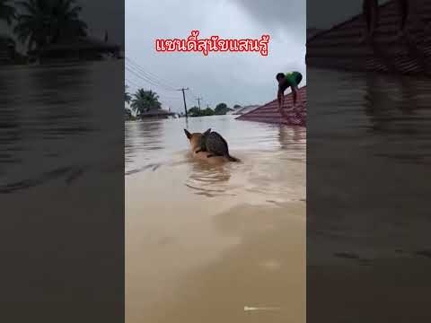 ทุกชีวิตล้วนมีค่า เจ้าแซนดี้ #สุนัขแสนรู้ #น้ำท่วมหาดใหญ่ #ai #geminiforth