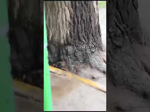 sistema-de-riego-profesional