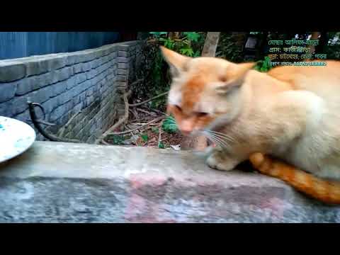 আমি আমার সন্তানদের গান শোনায়ে বিনোদন দিচ্ছি | আলিফা খাতুন | বিড়ালের মা আলিফা