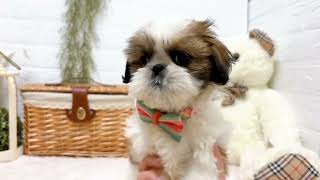 シーズーの動画01